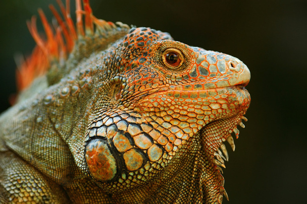 Portrait of orange iguana - Фото, зображення