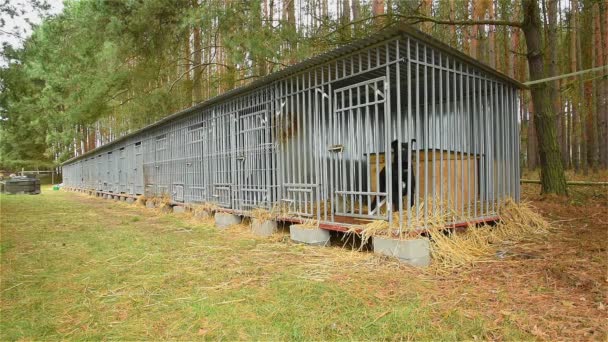 Refugio para perros en el bosque _ 15
 - Metraje, vídeo