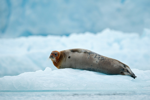Lying Bearded seal - Photo, Image
