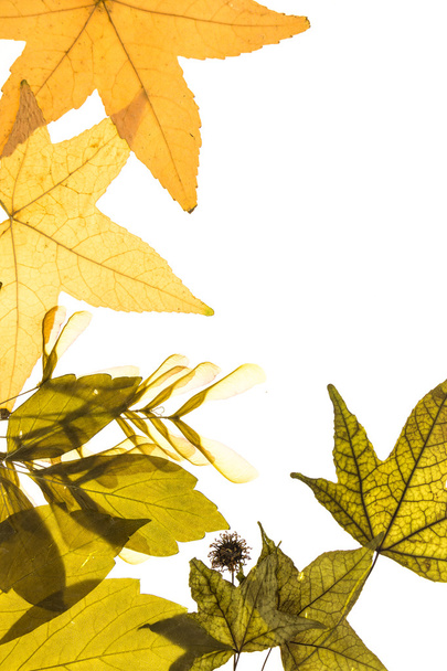 Освещённый гербарий с различными листьями, на белом фоне
. - Фото, изображение