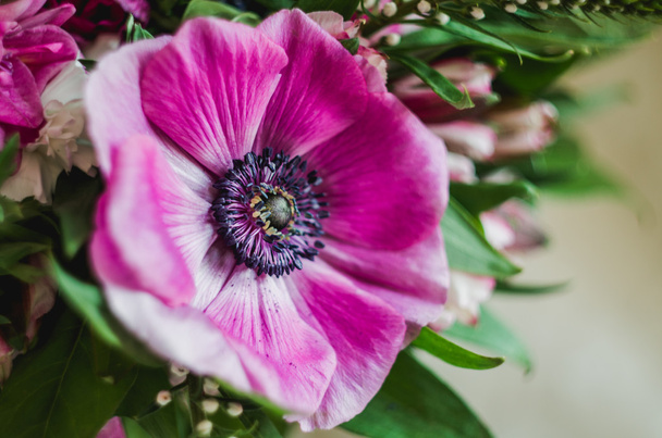 Beautiful romantic spring flower anemone macro - Foto, Bild