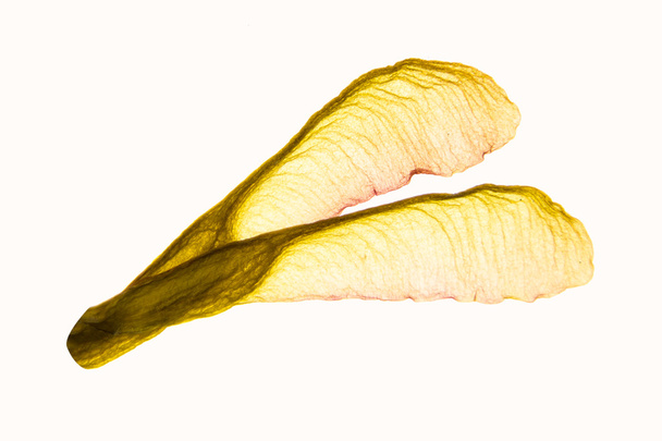 Иллюминированный гербарий Acer negundo seeds close seup, выделенный на белом фоне
. - Фото, изображение