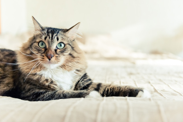 Grey cat lying on bed - Valokuva, kuva