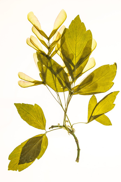 Erbario illuminato di semi e foglie di Acer negundo, isolato su fondo bianco
. - Foto, immagini