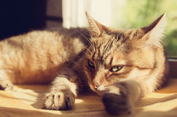 Close-up retrato de um belo gato doméstico
  - Foto, Imagem