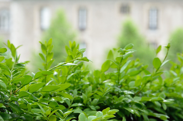 Зеленые ветки в весеннем саду
 - Фото, изображение