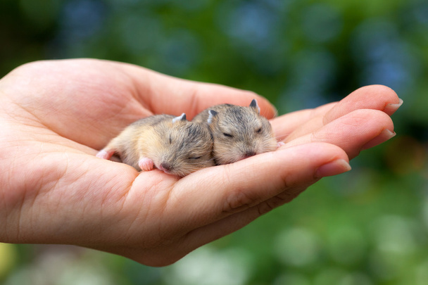 Hamster pups on  palm - Photo, Image
