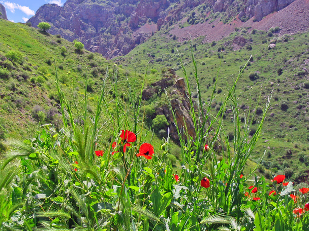 pohled na malebném kaňonu s červenými máky v popředí - Fotografie, Obrázek