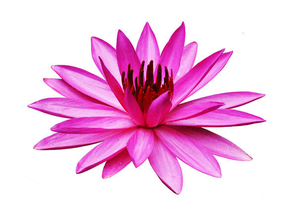 Beyaz arka plan üzerinde güzel lotus - Fotoğraf, Görsel