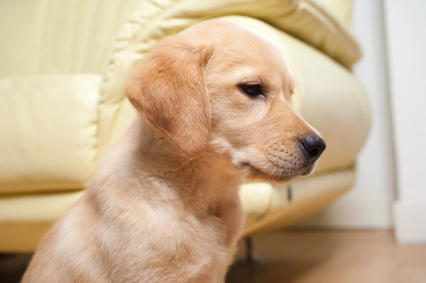 Labrador retriever puppy - Zdjęcie, obraz
