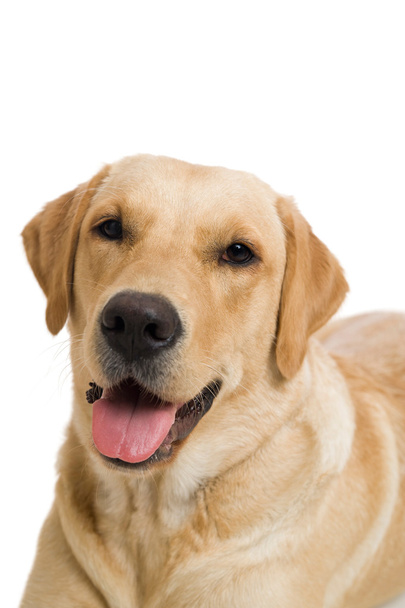 labrador cane da recupero
 - Foto, immagini