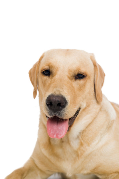 Лабрадор ретрівер собака
 - Фото, зображення