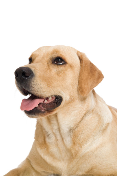 Labrador retriever dog - Fotoğraf, Görsel