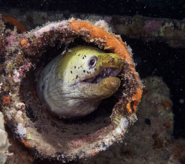 Víz alatti fotó Moray angolna - Fotó, kép