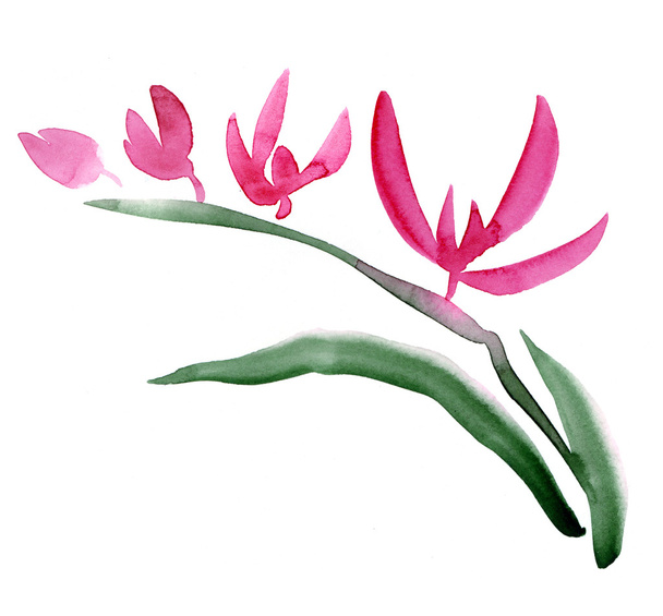 ilustração da orquídea da aquarela
 - Foto, Imagem