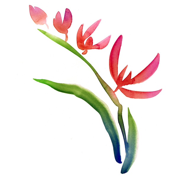 watercolor Orchid illustration - Фото, зображення