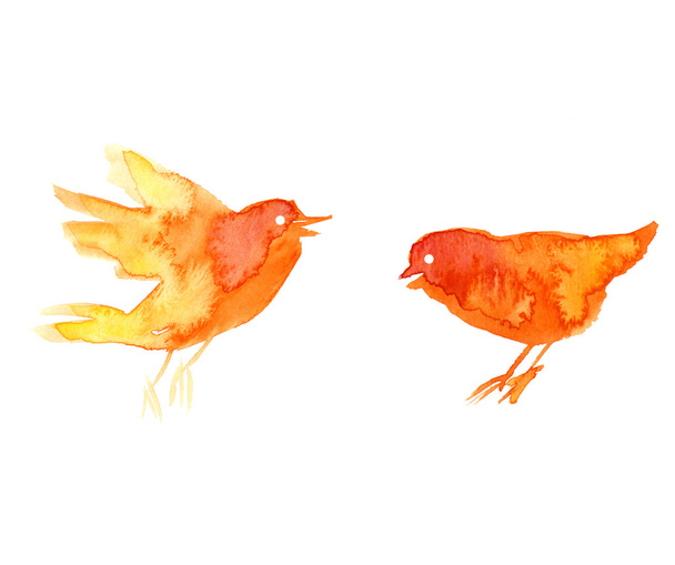 petits oiseaux orange
 - Photo, image