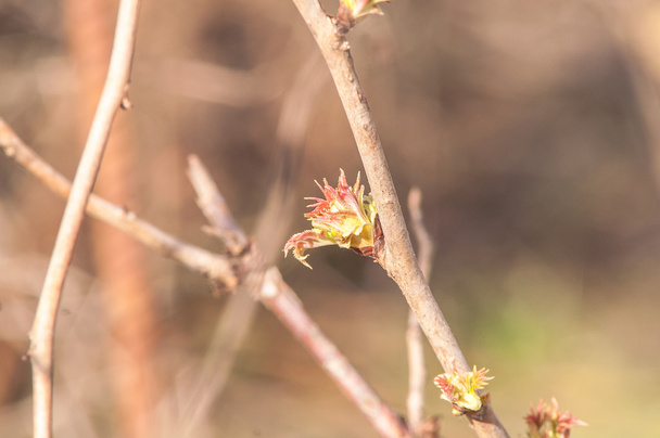 currant bud blossoms - Photo, Image