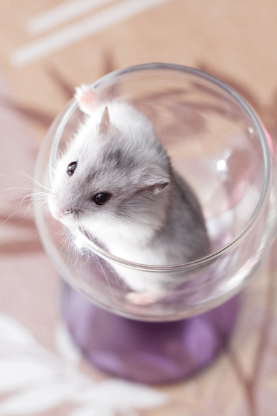 tiny Djungarian hamster in a transparent glass - Foto, immagini