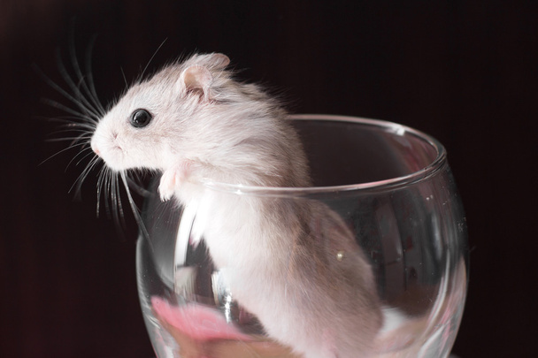tiny Djungarian hamster in a transparent glass - Fotó, kép