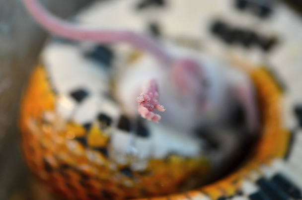 hiiri ja käärme
 - Valokuva, kuva
