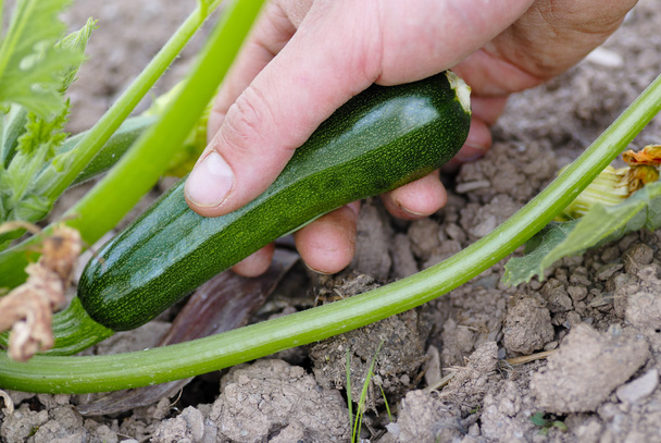 Picking Green Courgette on an Allotment. - Photo, Image