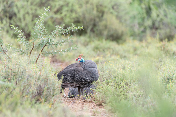 Helmeted guineafow looking back - Photo, Image
