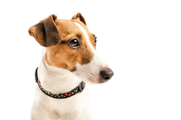 Jack russell terrier de - Foto, imagen