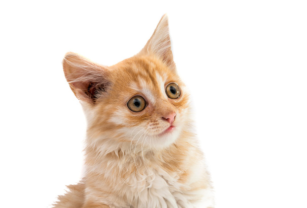 ginger kitten isolated  - Foto, Imagen