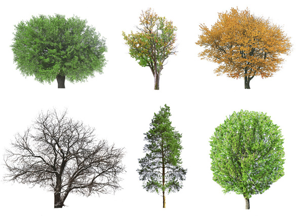 Reihe saisonaler Bäume ohne Blätter - Foto, Bild