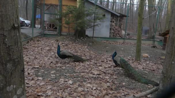 Two peacocks stand in a cage in the forest. - Metraje, vídeo