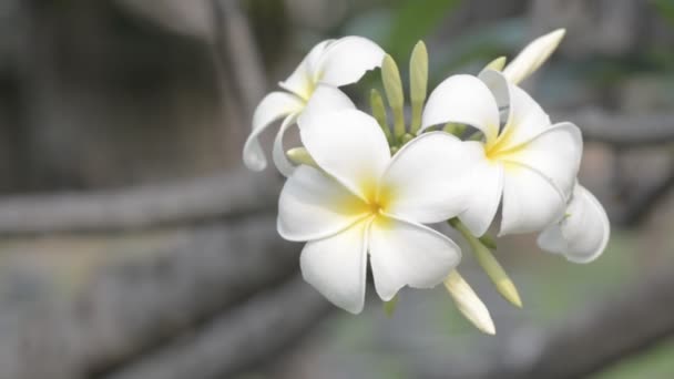 Plumeria λουλούδια με ελαφρύ άνεμο ροής - Πλάνα, βίντεο
