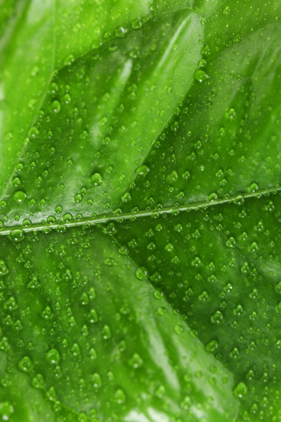 Green citrus leaf  - Foto, Bild