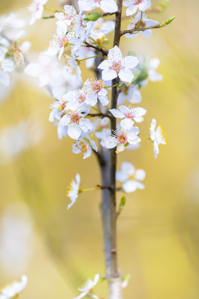 Весняні квіти з білим цвітом
 - Фото, зображення