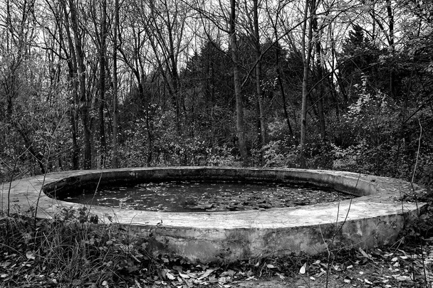 Old abandoned and forgotten pond - Photo, Image