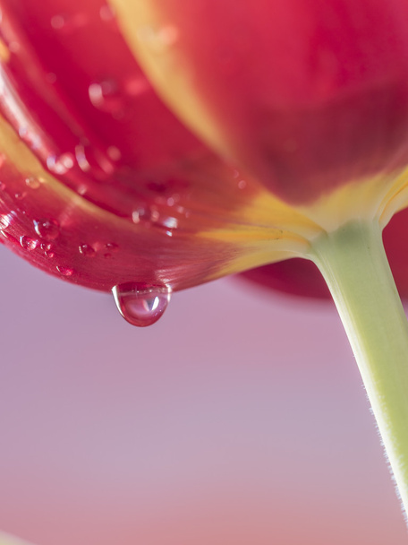 The tulip is  flowers in the genus Tulipa - Photo, Image