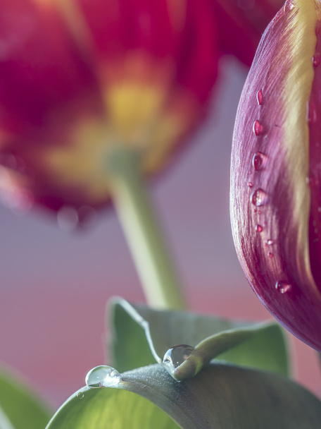 Tulipán je květiny v rodu tulipa - Fotografie, Obrázek