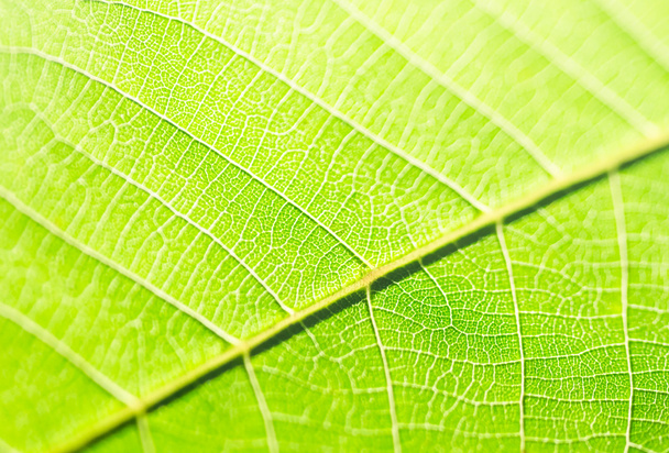 zielony liść blisko - Zdjęcie, obraz