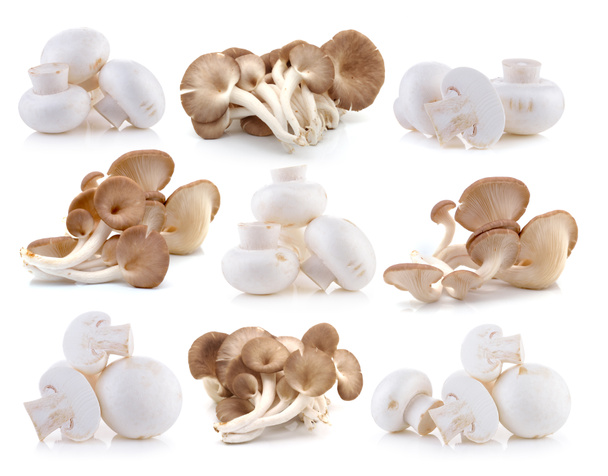 Champignon e funghi ostrica su sfondo bianco
 - Foto, immagini