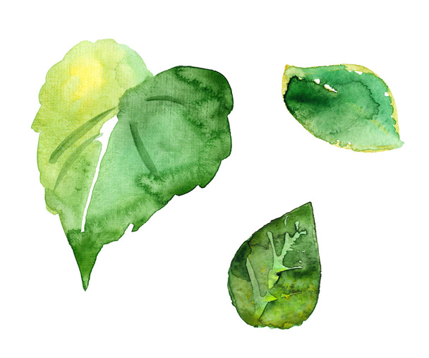 Three watercolor picturesque  leaves - 写真・画像