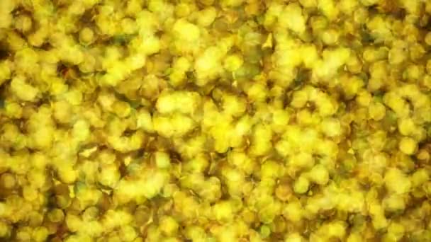 Villogó sárga színű részecskék - Felvétel, videó