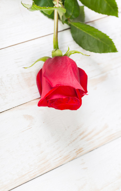 Beautiful red rose - Φωτογραφία, εικόνα