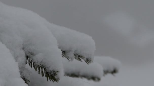 Ramo di pino nella neve
. - Filmati, video