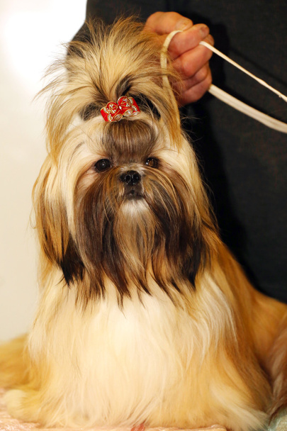 Nuori Shih-tzu pentu koira tunnistamaton kasvattaja
 - Valokuva, kuva