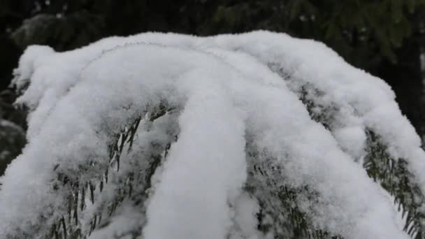 Ramo di pino nella neve
. - Filmati, video