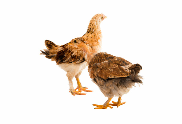 pollo joven aislado
  - Foto, Imagen