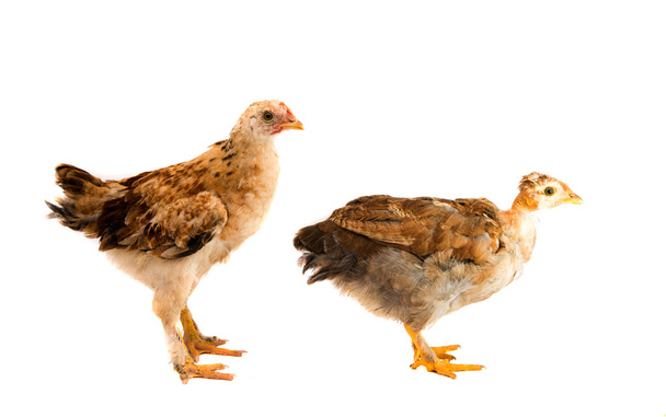 νέοι κοτόπουλο απομονωθεί  - Φωτογραφία, εικόνα