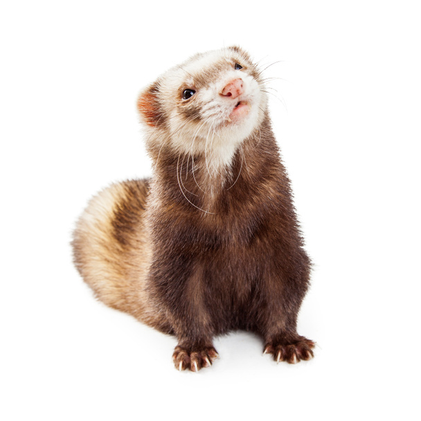 Adorable Pet Ferret Looking Up - Photo, Image