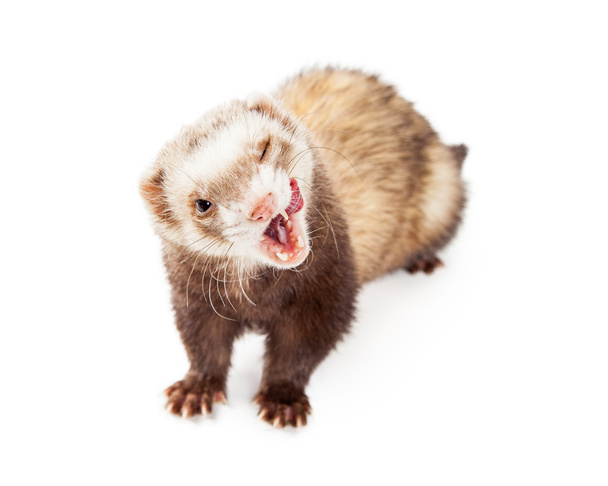 Funny Hungry Pet Ferret - Photo, Image