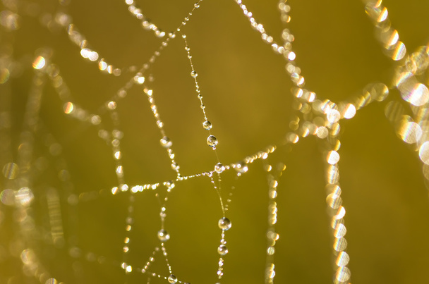 クモの巣の露の滴 - 写真・画像